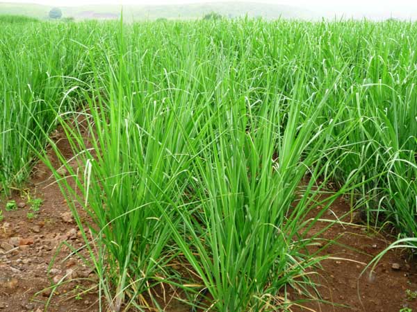 sugarcane farming