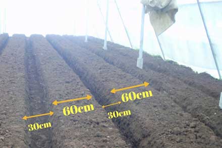 gerbera cultivation bed