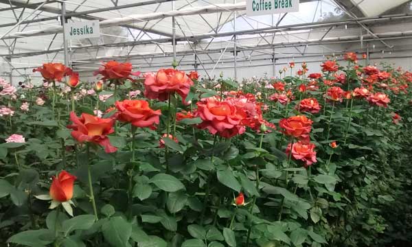 Dutch Rose Cultivation Guide AGRICULTURE GURUJI