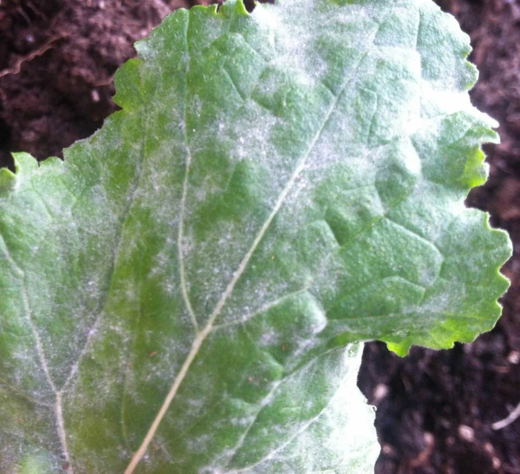 Powdery mildew
