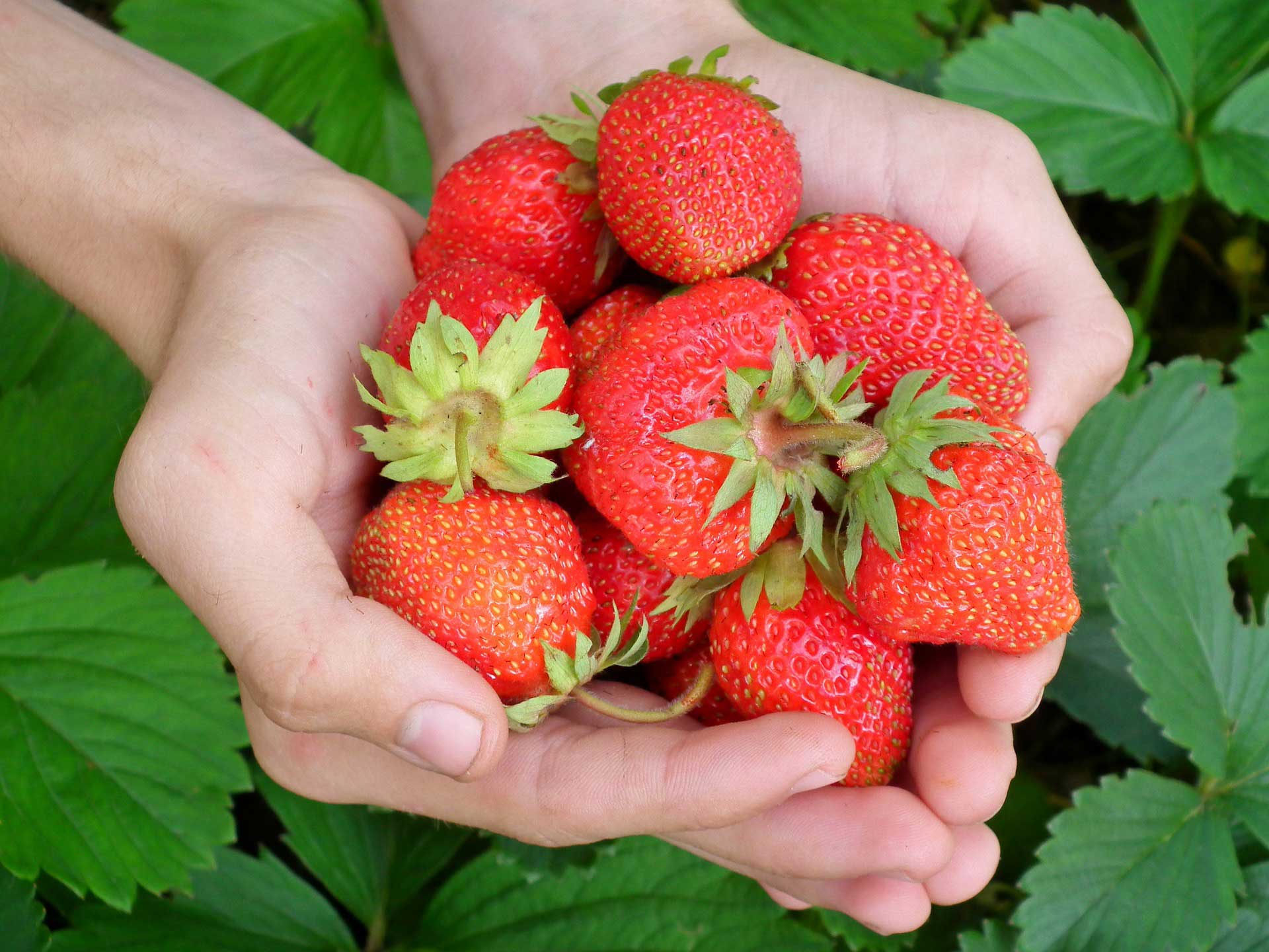 Strawberry cultivation