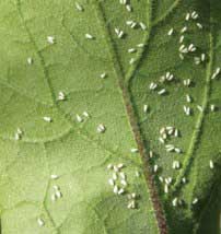  Whitefly