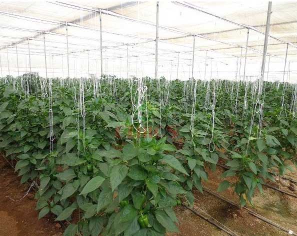 capsicum cultivation