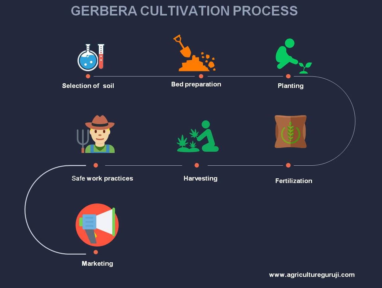 gerbera cultivation process