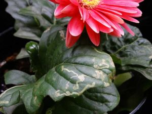 Leaf Miner on gerbera