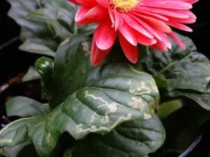 lleafminer gerbra cultivation