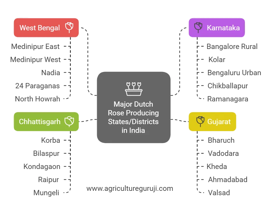 Economics of Dutch Rose cultivation in 2025 3 Major Dutch rose Producing States/Districts in India