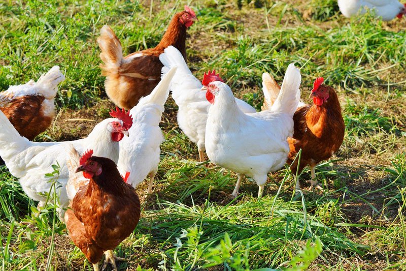 Poultry Farming-beginner guide (2023) - AGRICULTURE GURUJI