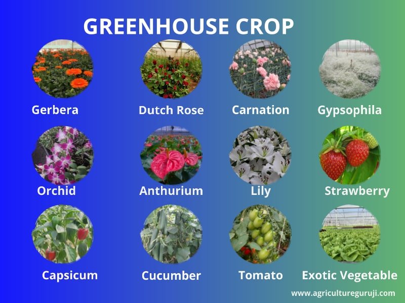 Top profitable crop grow in greenhouse