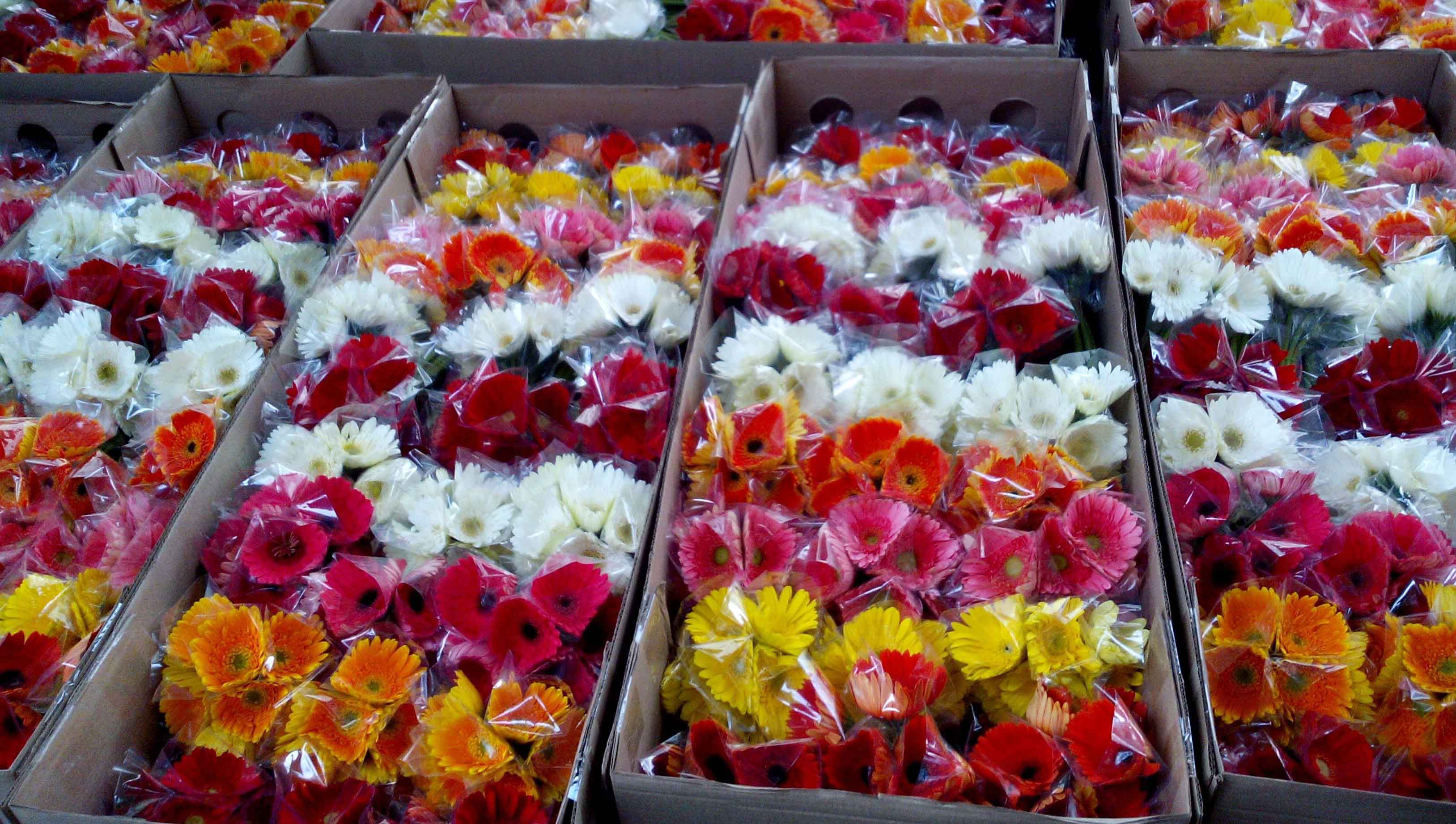 gerbera greenhouse farming