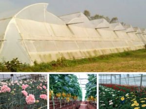 greenhouse farming