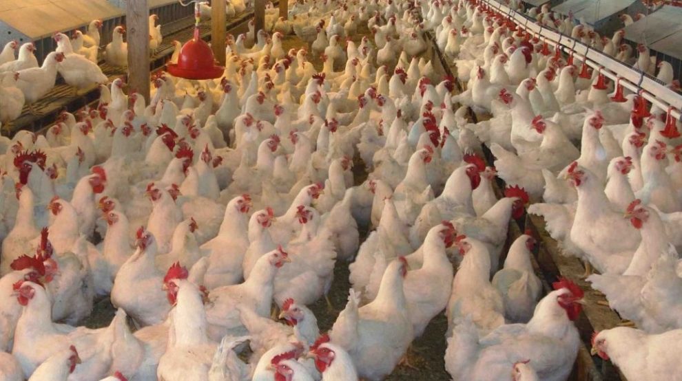 Poultry Farming-beginner guide (2024) - AGRICULTURE GURUJI