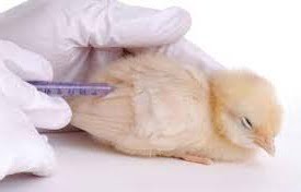 poultry bird Vaccination