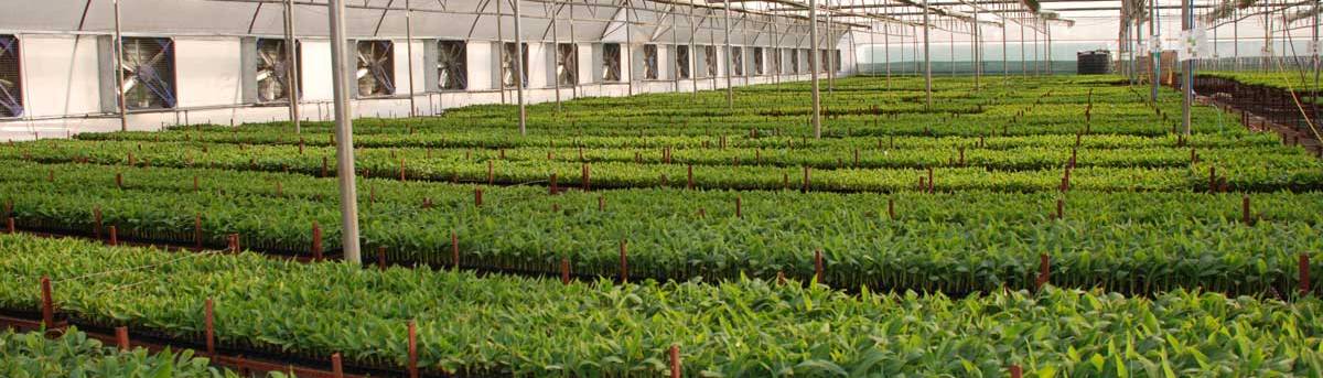 hitech nursery