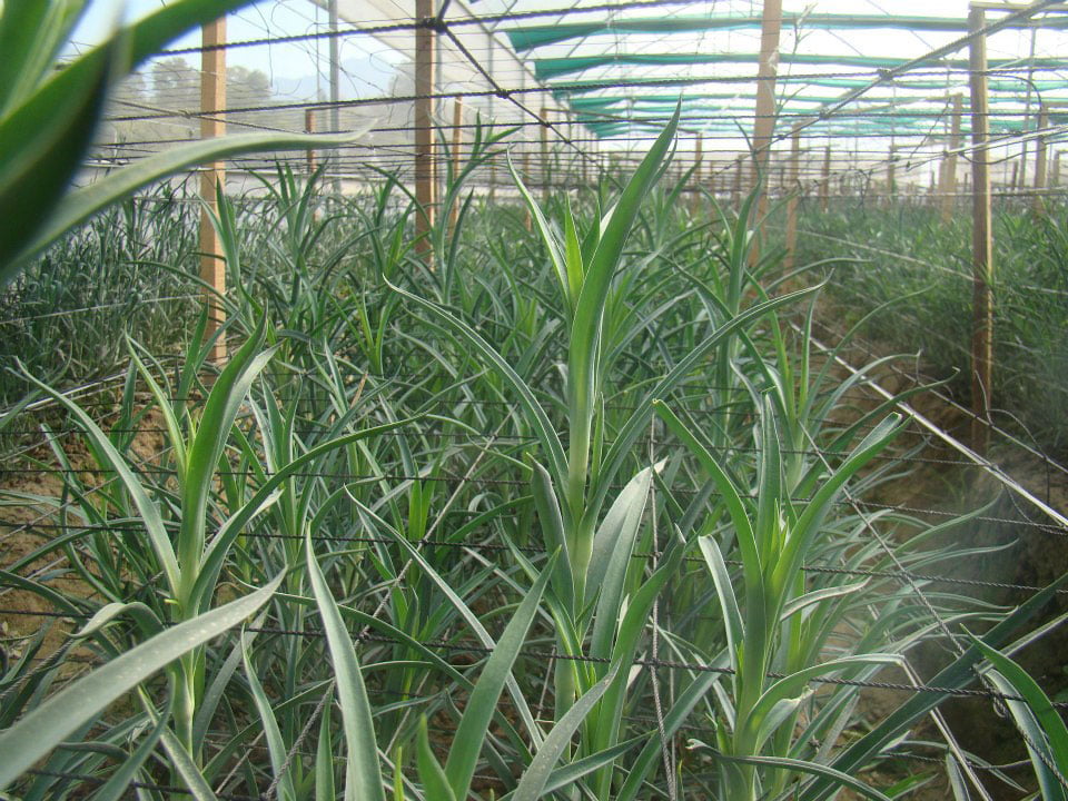carnation cultivation in polyhouse