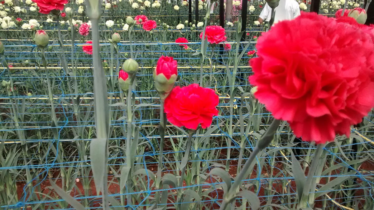Carnation cultivation guide (2018) Agricultureguruji