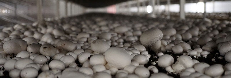 white Button mushroom cultivation process