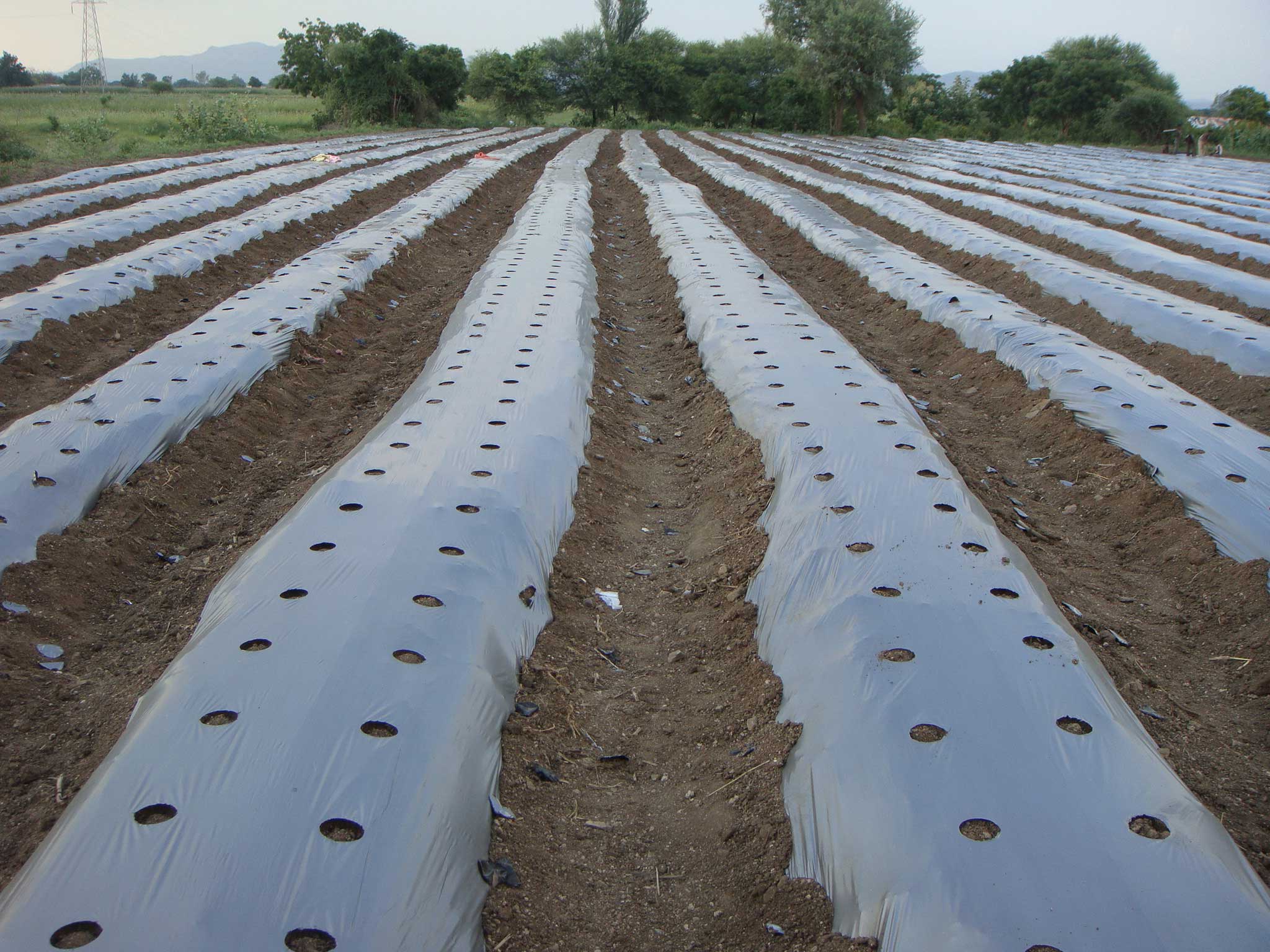 Plastic Sheet Mulching Technique