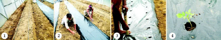 कृषि में मल्चिंग प्रौद्योगिकी का अनुप्रयोग (Mulching Guide)) 7 guideline for installing mulching