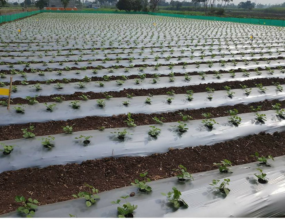 Mulching Guide Improve your crop yield AGRICULTURE GURUJI