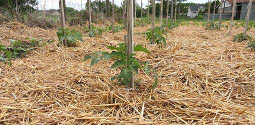 straw mulching