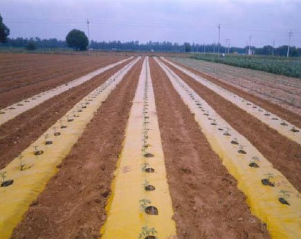 yellow and brown mulch