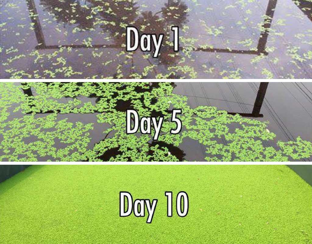 azolla grow