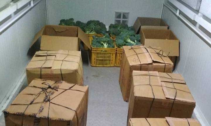 broccoli packing