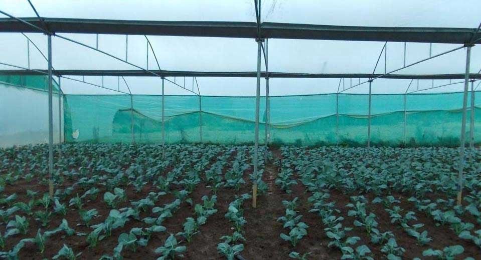 Broccoli Farming in greenhouse