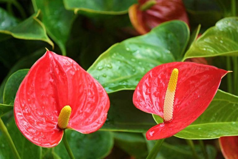 Anthurium Cultivation