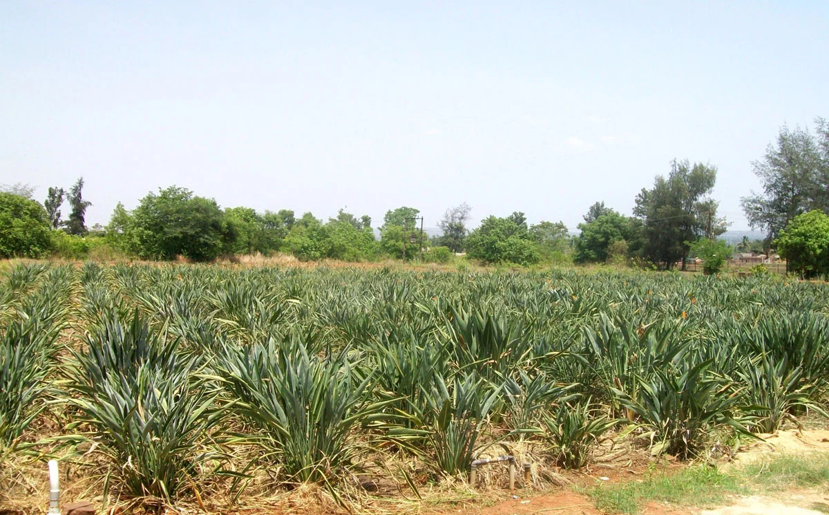 Bird of Paradise Cultivation Guide 2025 3 bard-of-paradise crop