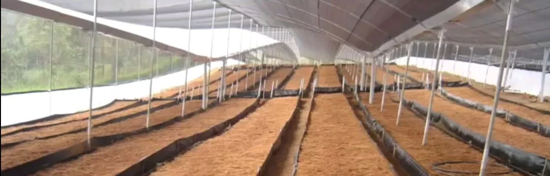 Anthurium Cultivation Guide 2025 3 Anthurium bed preparation