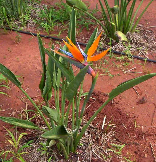 birds of paradise plant species