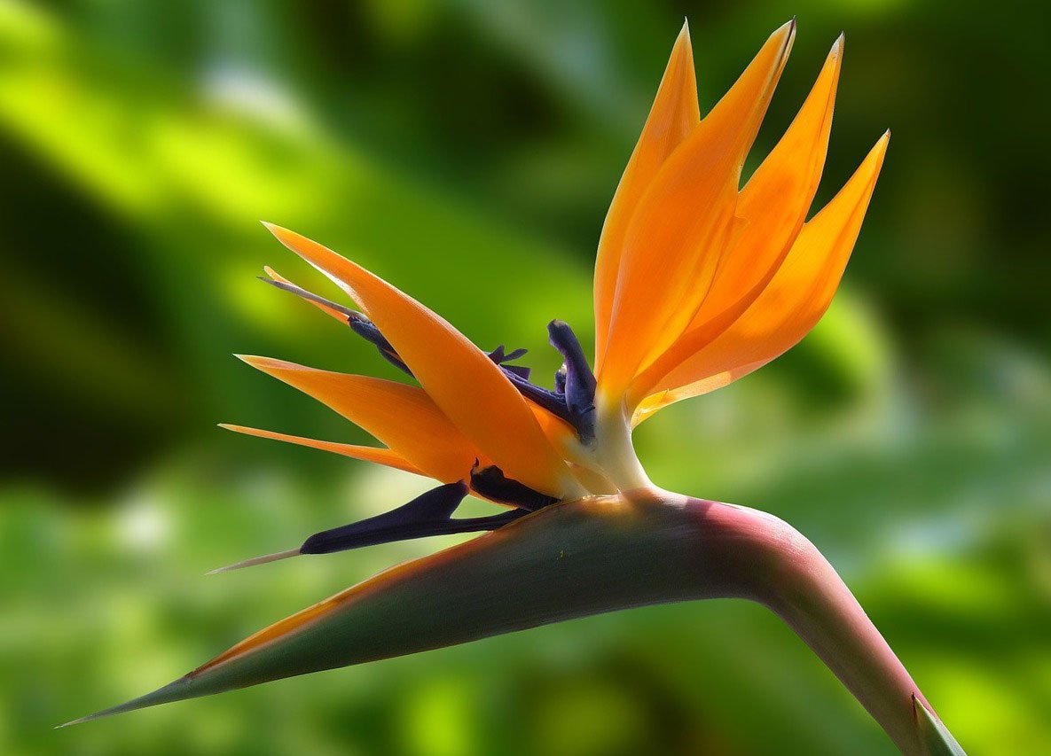 Bird of Paradise Cultivation