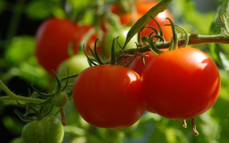 tomato cultivation