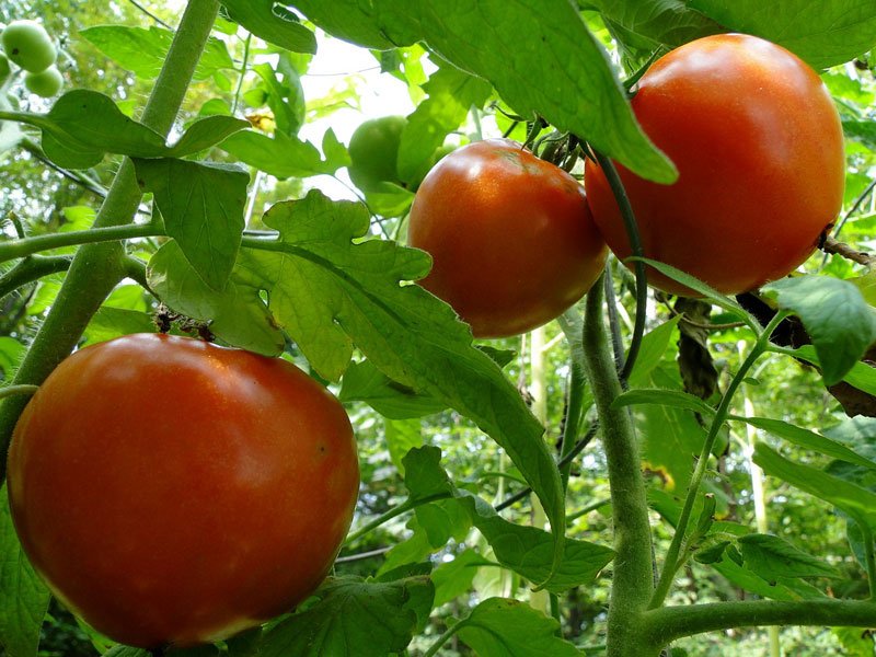 tomato crop