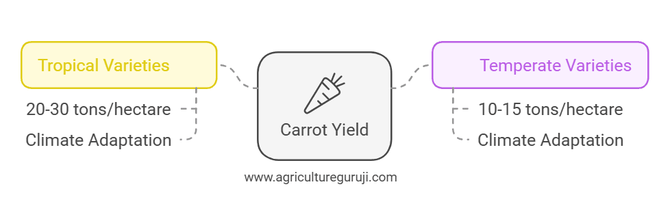Carrot Yield