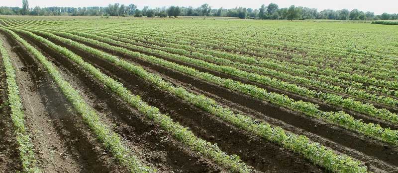 Carrot Farm