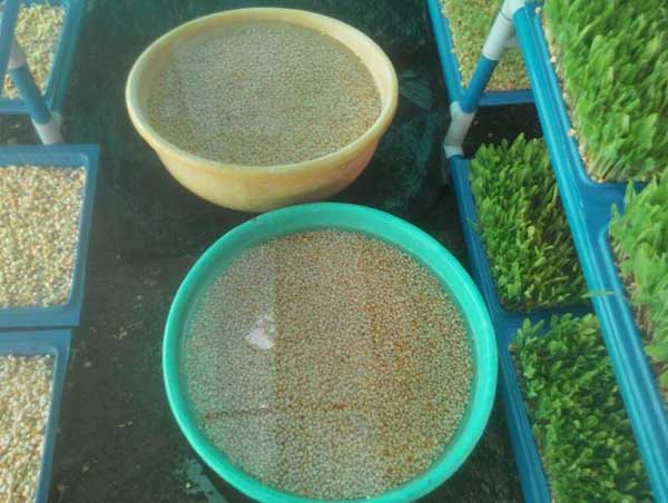 Hydroponic fodder seed