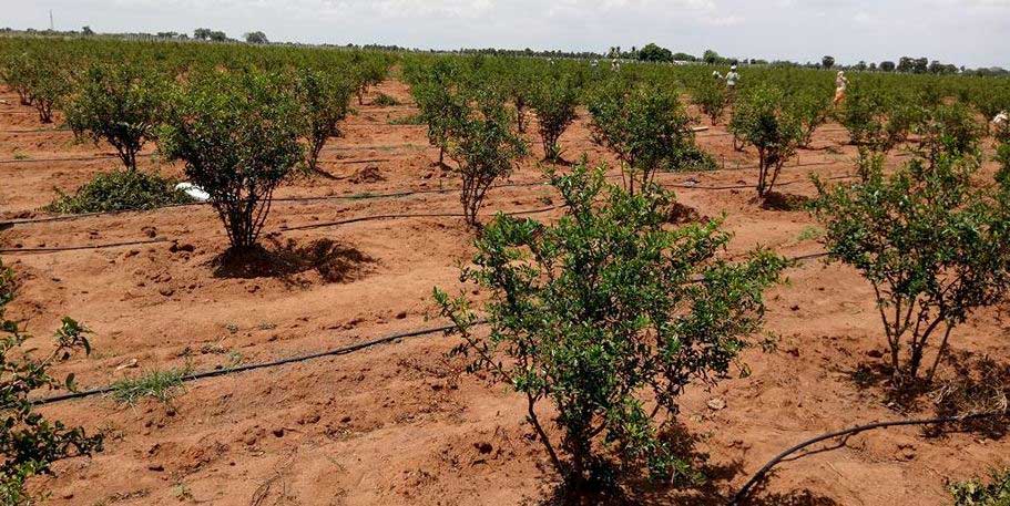 Pomegranate farming