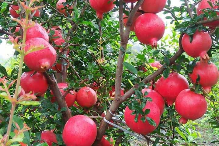 Pomegranate harvesting