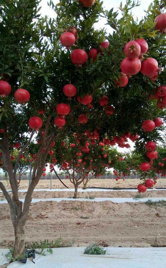 Pomegranate plant