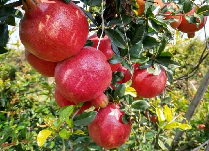 Pomegranate Harvesting