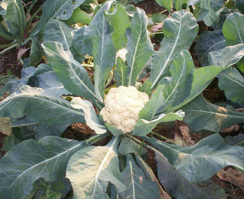 cauliflower Harvesting 
