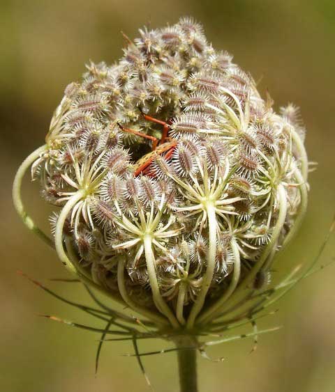 Carrot seed