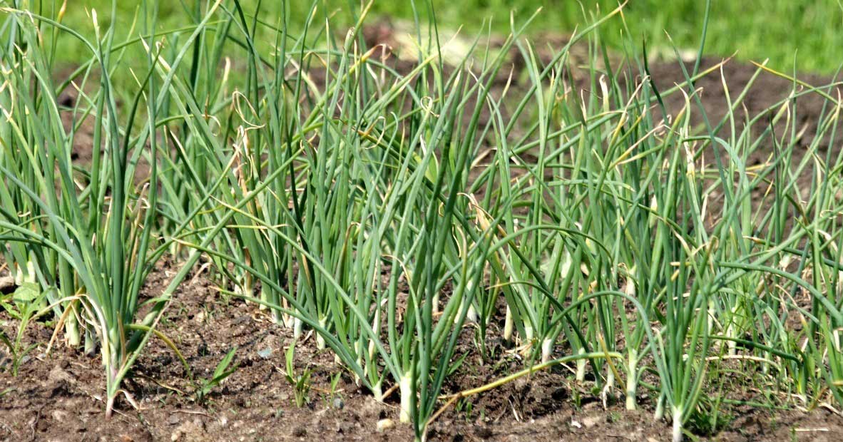 garlic cultivation