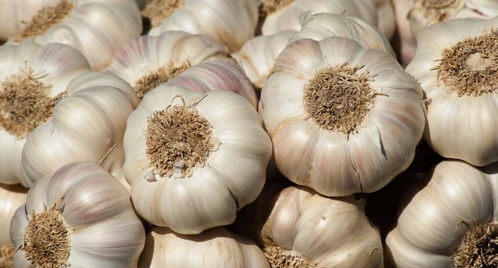 Garlic Farming Guide (2024)