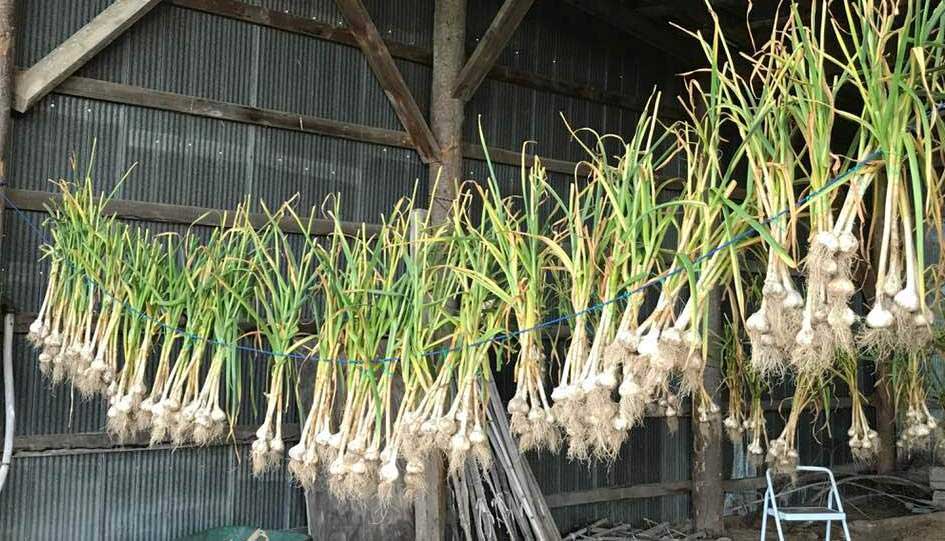 garlic-Storage