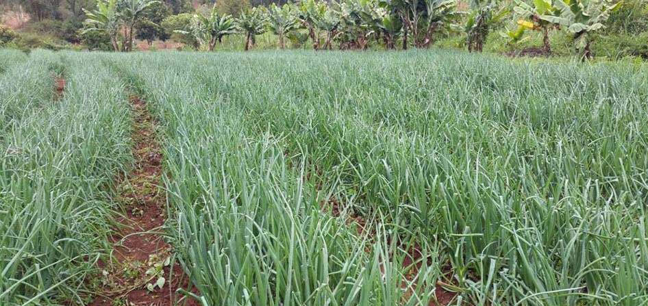 garlic Planting