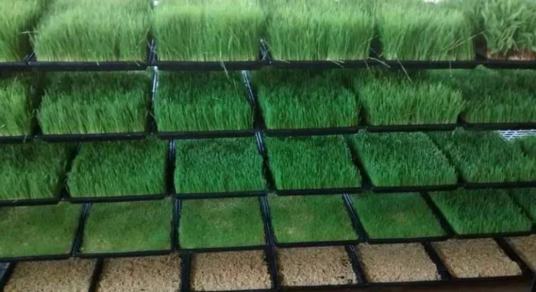 Hydroponics Fodder: Boost Livestock Nutrition Fast